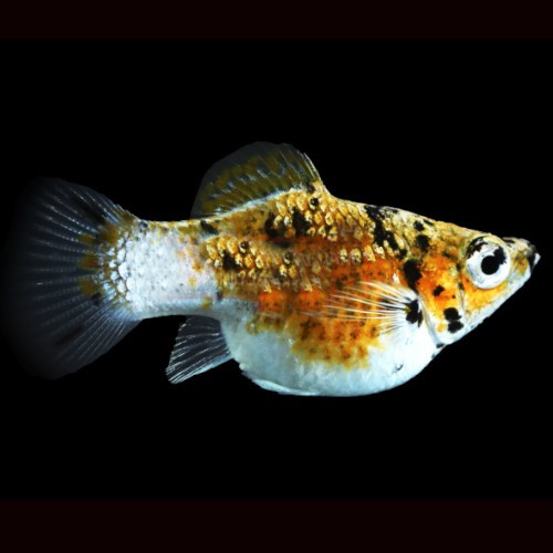 Poeciliidae sphenops - Tiger balloon molly M